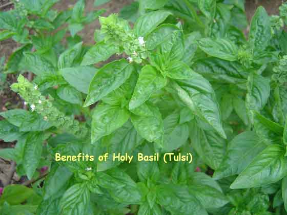 Benefits-of-Holy-Basil.jpg