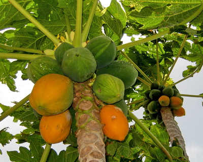 Papaya Fruit can be used Effectively to Fight Dengue