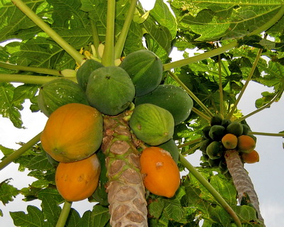 papaya fruit