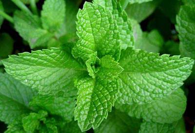 Benefits of Peppermint