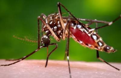 Natural Remedies to deal with Mosquito Bites