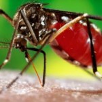 Dengue and Chikungunya are Preventable