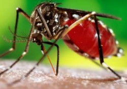 Dengue and Chikungunya are Preventable