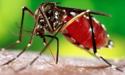 Chikungunya : Symptoms,Causes and Cure