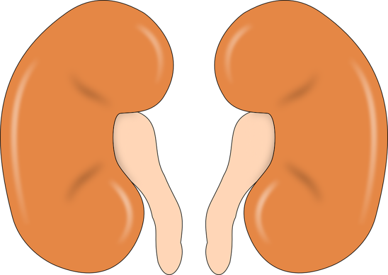 Kidney Function Test