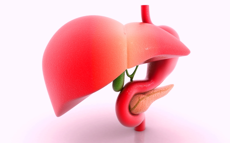 Liver Functions, Conditions & Problems