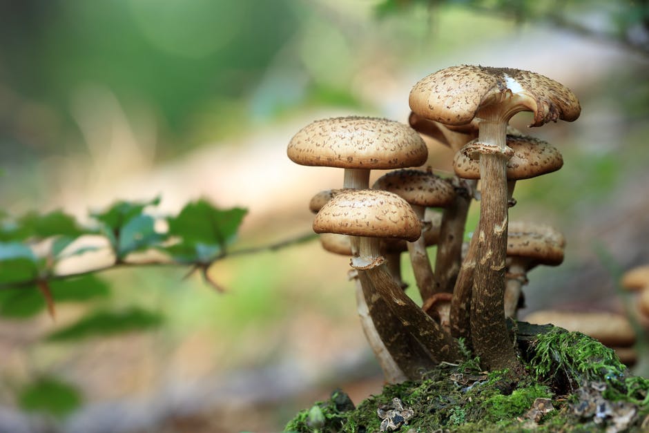 Eating Mushroom