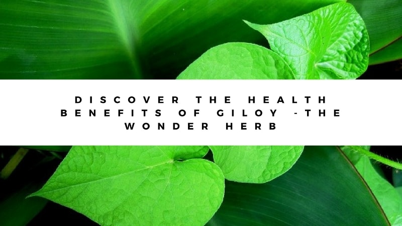 Discover the Health Benefits of Giloy -The Wonder Herb