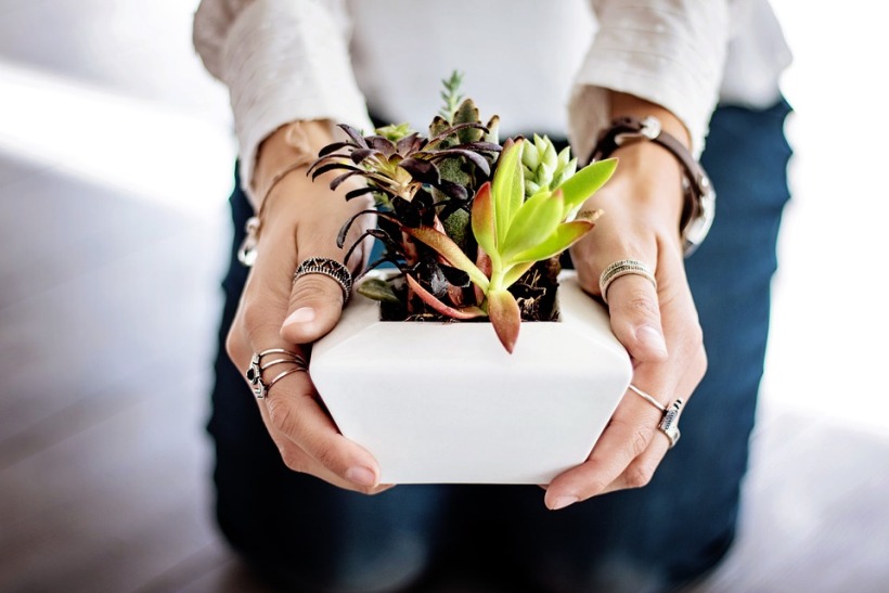 Plants which Act as Natural Air Purifier