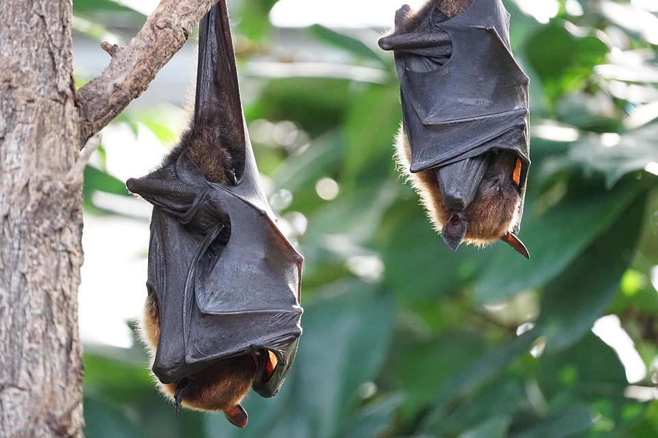 flying-foxes-2237209_960_720