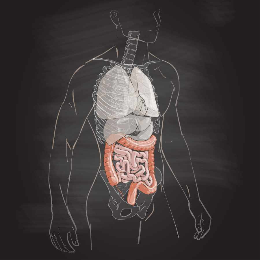 Digestive System