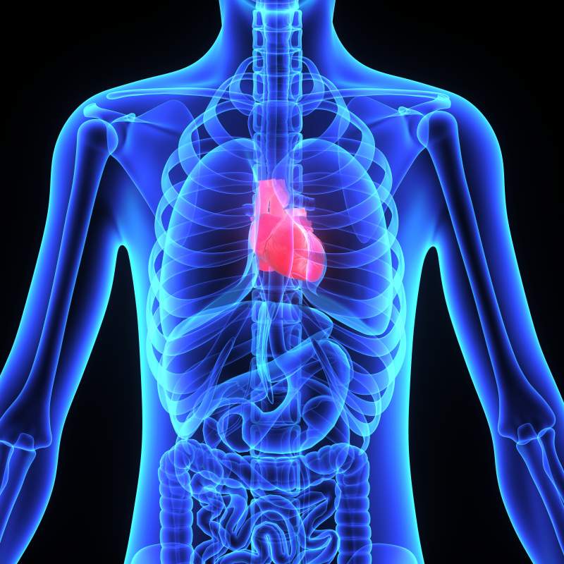 Tips to Keep your Liver Healthy