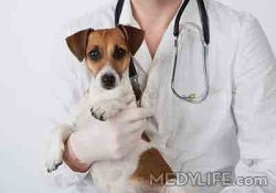 Veterinary Physician L U -30, Pitampura, Delhi - 110034