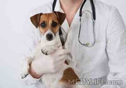 Bhardwaj Pet Clinic- Pahar Ganj