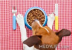 Dog and Cat Clinic is a Pet Clinic located at D 772 C R Park